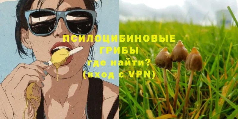 Псилоцибиновые грибы GOLDEN TEACHER  Покров 